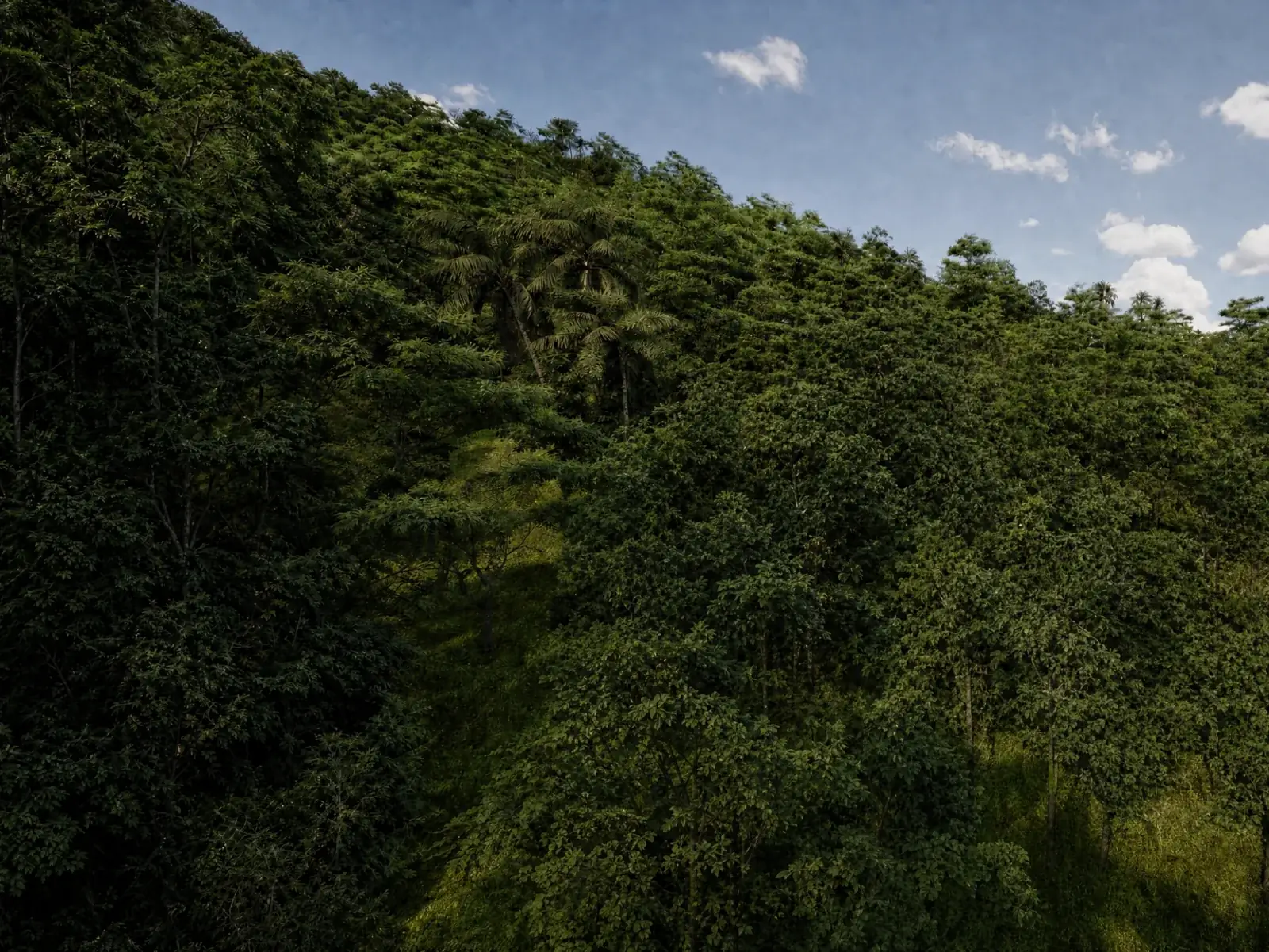 The undeveloped jungle hillside, before construction began